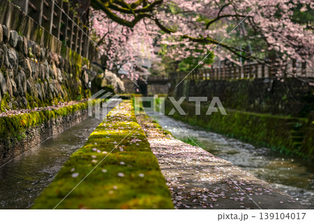 260411江名子川桜z025 139104017