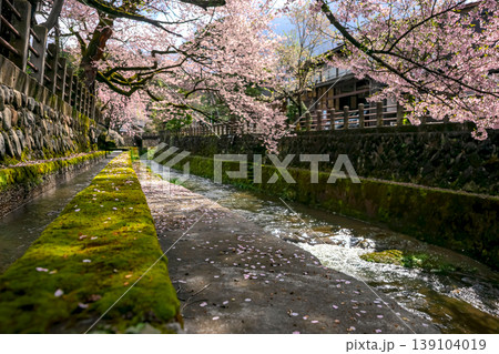 260411江名子川桜z027 260411江名子川桜z027 139104019