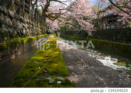 260411江名子川桜z029 139104020