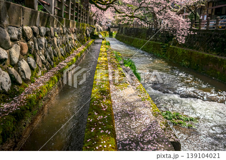 260411江名子川桜z030 139104021