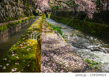 260411江名子川桜z035 139104024