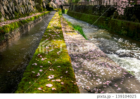 260411江名子川桜z038 260411江名子川桜z038 139104025
