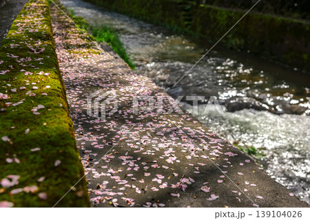 260411江名子川桜z039 139104026