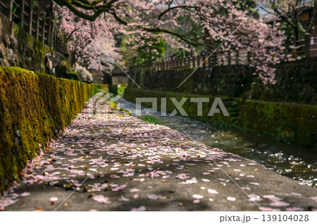 260411江名子川桜z046 139104028
