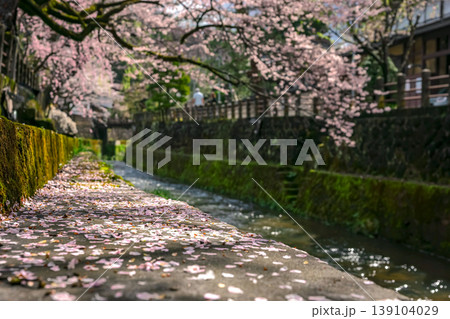 260411江名子川桜z051 260411江名子川桜z051 139104029