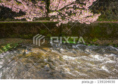 260411江名子川桜z053 260411江名子川桜z053 139104030