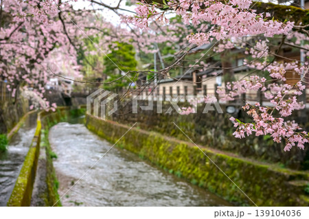 260411江名子川桜z085 139104036