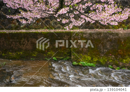 260411江名子川桜z115 139104041