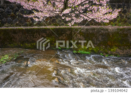 260411江名子川桜z122 139104042