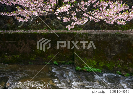 260411江名子川桜z130 260411江名子川桜z130 139104043