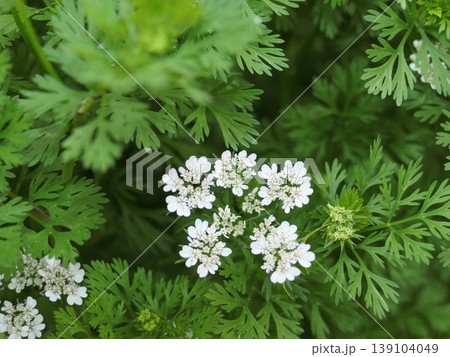 4月のパクチの花 2 4月のパクチの花 2 139104049