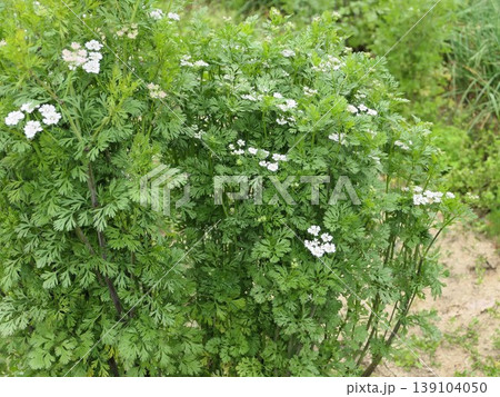 4月のパクチの花 1 4月のパクチの花 1 139104050