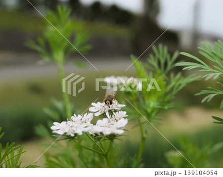 4月のパクチの花と蜂 2 4月のパクチの花と蜂 2 139104054