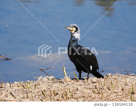 婚姻色のカワウ 婚姻色のカワウ 139104118