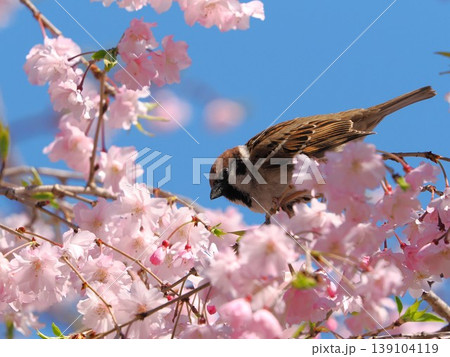 桜の上のスズメ 桜の上のスズメ 139104119