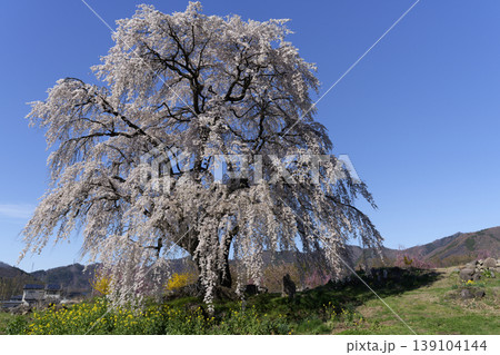 長野県高山村の一本桜(和美の桜) 長野県高山村の一本桜(和美の桜) 139104144