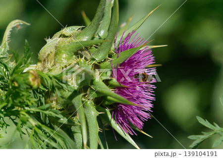 Bee collecting pollen on purple thistle flower Bee collecting pollen on purple thistle flower 139104191