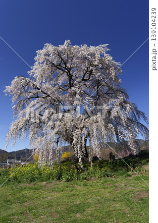 長野県高山村の一本桜(和美の桜) 長野県高山村の一本桜(和美の桜) 139104239