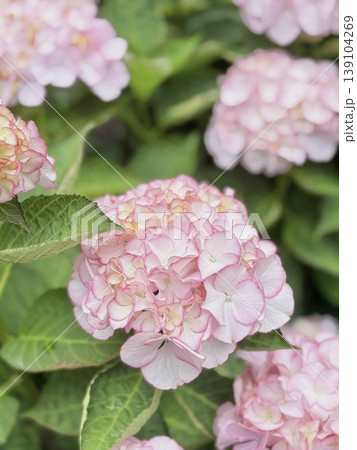 可愛らしいピンクの紫陽花 139104269