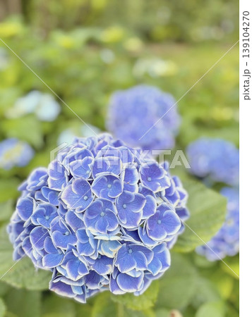 爽やかな青い紫陽花 爽やかな青い紫陽花 139104270