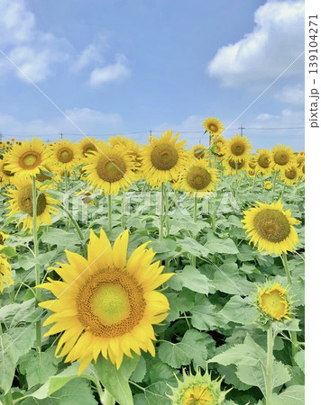 夏の青空と一面ひまわり畑 夏の青空と一面ひまわり畑 139104271