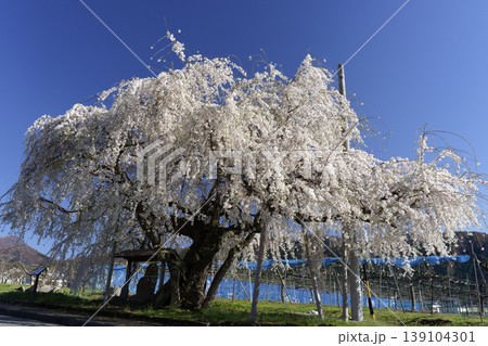 長野県高山村の一本桜(二ツ石のしだれ桜) 長野県高山村の一本桜(二ツ石のしだれ桜) 139104301