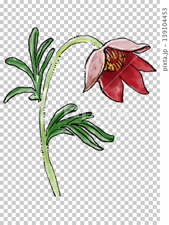 Hand-drawn line art and watercolor illustration of blooming pasqueflowers. Hand-drawn line art and watercolor illustration of blooming pasqueflowers. 139104453