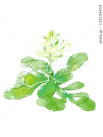 咲き誇るクレソンの花の手描きの水彩イラスト 139104454