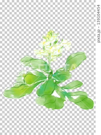 咲き誇るクレソンの花の手描きの水彩イラスト 139104454