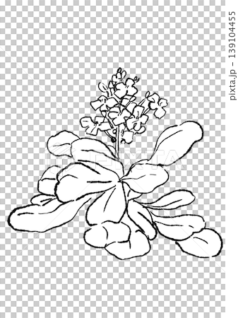 一幅手繪線條藝術插圖，描繪了盛開的西洋菜花。 139104455