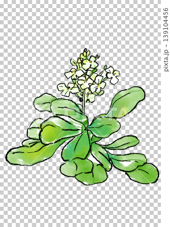Hand-drawn line art and watercolor illustration of blooming watercress flowers Hand-drawn line art and watercolor illustration of blooming watercress flowers 139104456