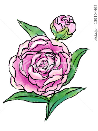 咲き誇るピンクのシャクヤクの花の手描きの線画と水彩イラスト 咲き誇るピンクのシャクヤクの花の手描きの線画と水彩イラスト 139104462
