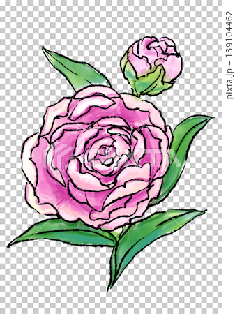 咲き誇るピンクのシャクヤクの花の手描きの線画と水彩イラスト 咲き誇るピンクのシャクヤクの花の手描きの線画と水彩イラスト 139104462