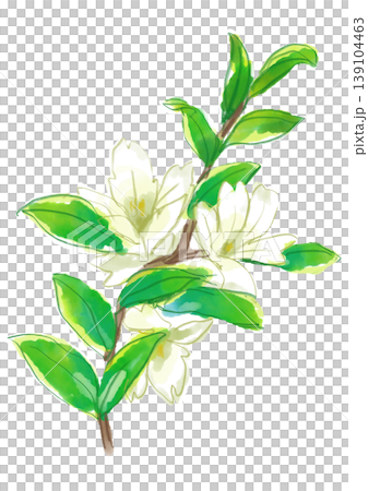 一幅手繪水彩插圖，描繪了盛開的溲疏花。 139104463