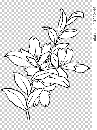 一幅手繪線條藝術插圖，描繪了盛開的溲疏花。 139104464