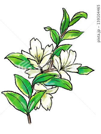 咲き誇るハクチョウゲの花の手描きの線画と水彩イラスト 咲き誇るハクチョウゲの花の手描きの線画と水彩イラスト 139104465