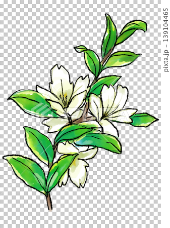 咲き誇るハクチョウゲの花の手描きの線画と水彩イラスト 咲き誇るハクチョウゲの花の手描きの線画と水彩イラスト 139104465