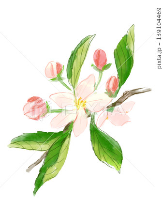咲き誇るリンゴの花の手描きの水彩イラスト 咲き誇るリンゴの花の手描きの水彩イラスト 139104469
