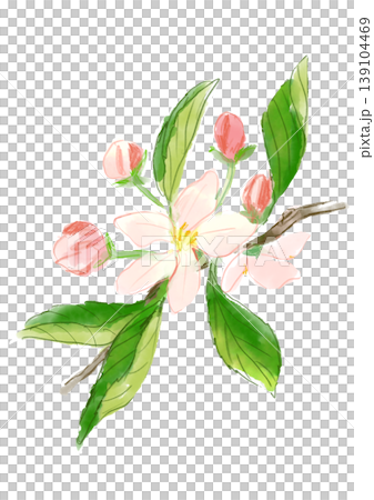 咲き誇るリンゴの花の手描きの水彩イラスト 咲き誇るリンゴの花の手描きの水彩イラスト 139104469