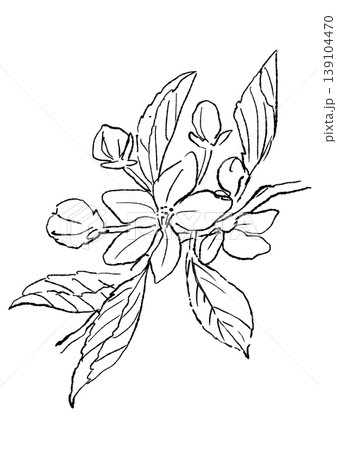 咲き誇るリンゴの花の手描きの線画イラスト 咲き誇るリンゴの花の手描きの線画イラスト 139104470