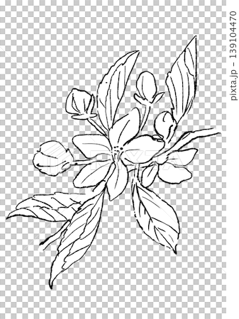 咲き誇るリンゴの花の手描きの線画イラスト 咲き誇るリンゴの花の手描きの線画イラスト 139104470