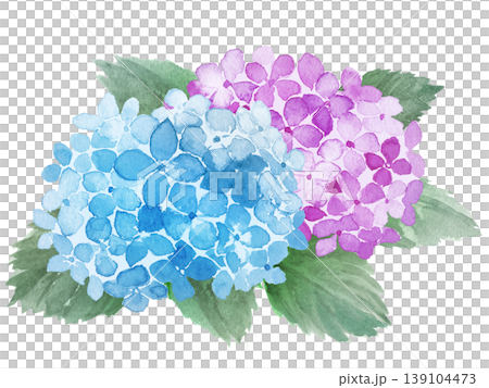 Watercolor hydrangea illustration 139104473