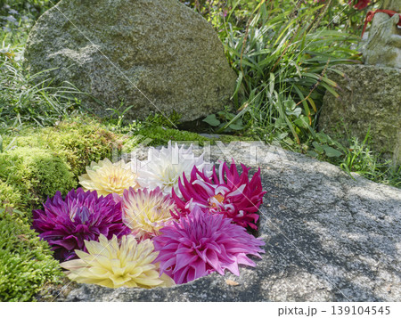 石の器を彩る季節の便り、心和む岡寺の花手水 石の器を彩る季節の便り、心和む岡寺の花手水 139104545