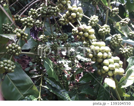 Close-up of Unripe Coffee Berries Growing in Clusters on a Robusta Plant. Close-up of Unripe Coffee Berries Growing in Clusters on a Robusta Plant. 139104550