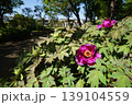 公園に咲く赤い花 139104559