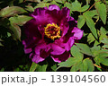赤い牡丹の花 139104560