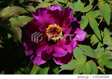 赤い牡丹の花 赤い牡丹の花 139104560