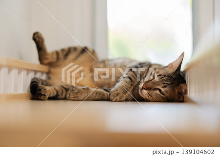 tabby cat sleeping on a modern wooden cat climber, cat tree tower 139104602