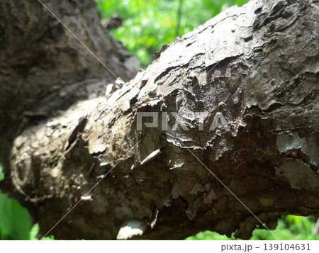 Close-up of Cracked Bark Texture on a Rubber Cassava Stem 139104631