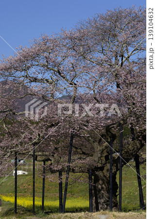 長野県高山村の一本桜(黒部のエドヒガン桜) 長野県高山村の一本桜(黒部のエドヒガン桜) 139104632